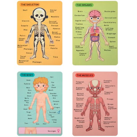 Tooky Toy Drewniane Puzzle Montessori Magnetyczne Nauka Anatomia Człowieka 78el.